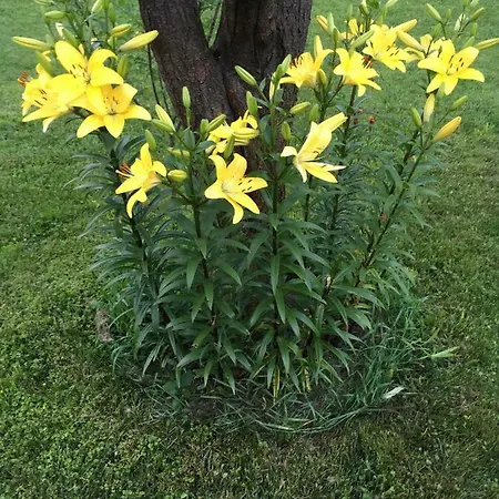 Case de vacanță Căsuța De Sub Pădure Ampoita
