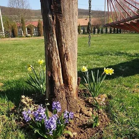 Căsuța De Sub Pădure * Ampoita